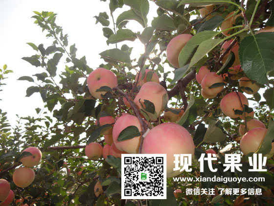 苹果苗木新品种,苹果苦痘病,现代果业