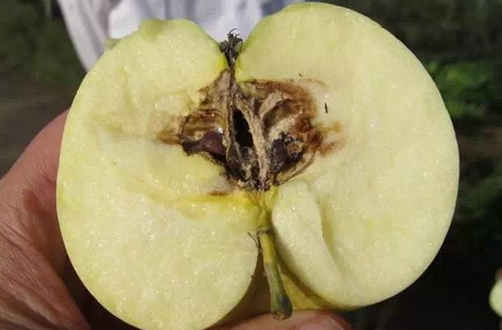 神富一号,烟富8,苹果品种,脱毒苹果苗,矮化苹果苗,苹果新品种