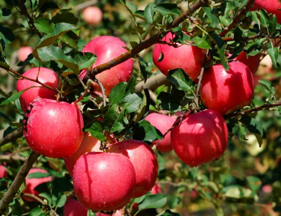 神富一号(烟富8)苹果新品种16年在农户家状况