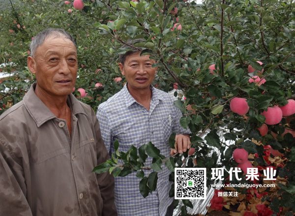 杨秀峰全部按照技术老师的指导进行果园管理