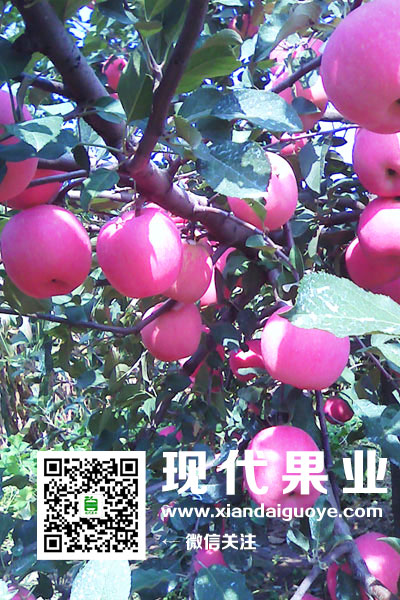 苹果新品种,烟富8,全红苹果