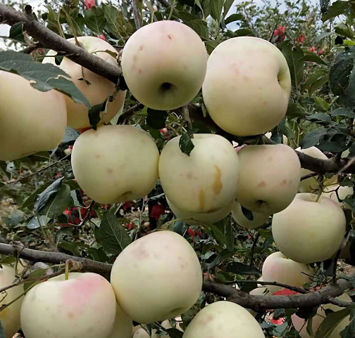 苹果新品种,脱毒苹果苗,矮化苹果苗,优质苹果生产,苹果遭遇冰雹挽救方法