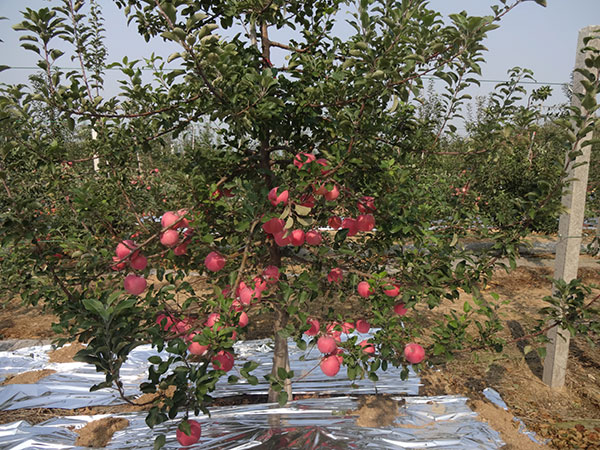 矮化苹果苗,脱毒苹果苗,苹果新品种,苹果苗,新品种苹果苗,苹果苗品种