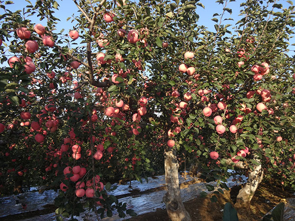 矮化苹果苗,脱毒苹果苗,苹果新品种,苹果苗,新品种苹果苗,苹果苗品种