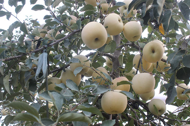 苹果苗,矮化苹果苗,脱毒苹果苗,苹果新品种,烟台苹果苗,苹果苗价格,m26矮化苹果苗