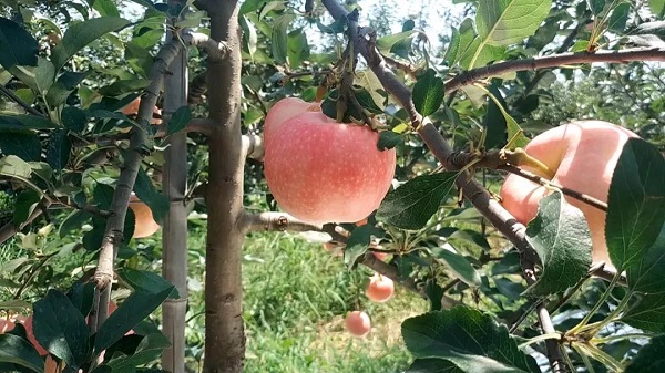 苹果苗,矮化苹果苗,脱毒苹果苗,苹果新品种,烟台苹果苗,苹果苗价格,m26矮化苹果苗,大樱桃管理