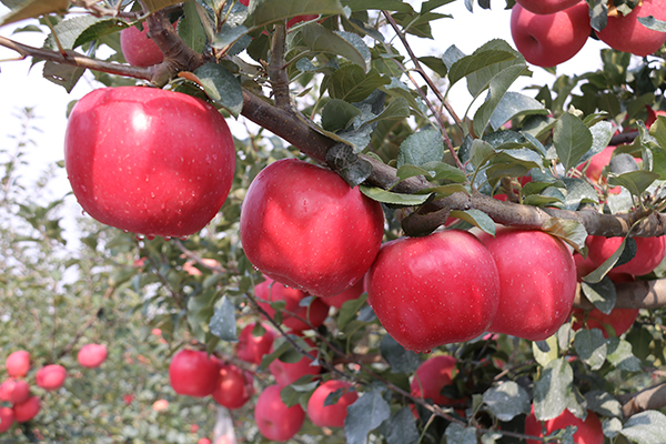 苹果苗,矮化苹果苗,脱毒苹果苗,苹果新品种,烟台苹果苗,苹果苗价格,m26矮化苹果苗,苹果脱毒苗木