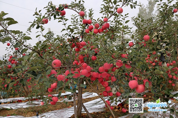 苹果苗,矮化苹果苗,脱毒苹果苗,苹果新品种,烟台苹果苗,苹果苗价格,m26矮化苹果苗,苹果脱毒苗木